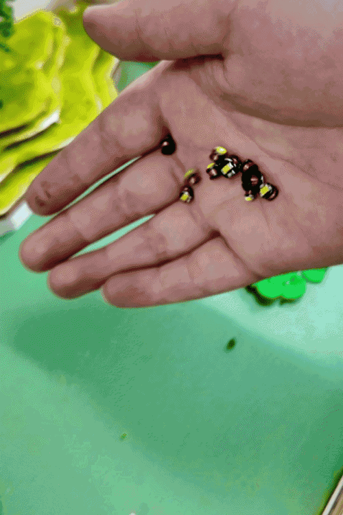 40.gif