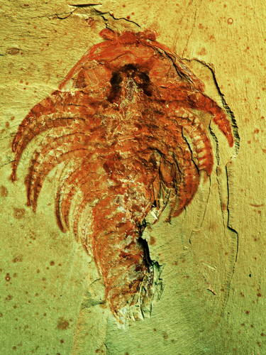 澄江化石地 (1).jpg