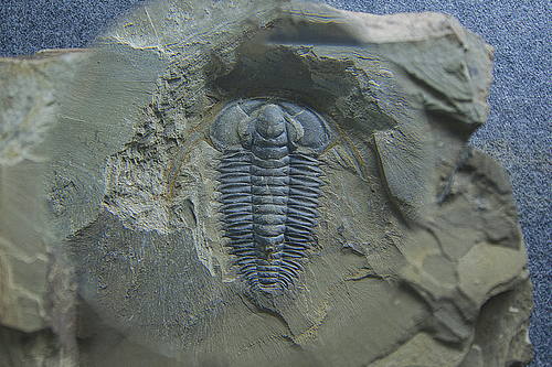 澄江化石地 (2).jpg