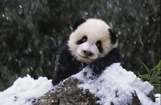 熊猫栖息地 (5).jpg